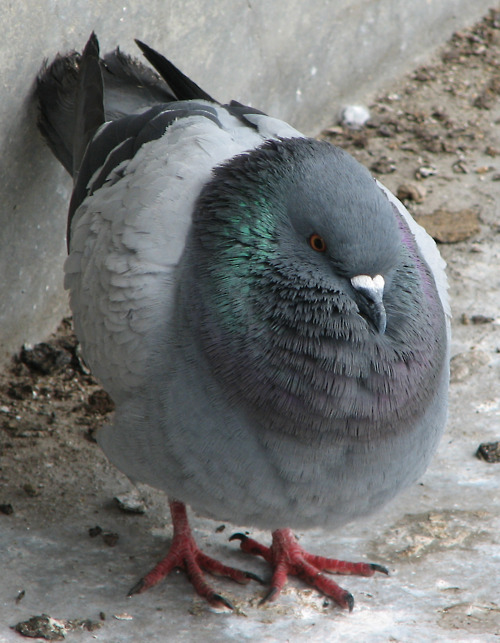 fuckyeahpigeon:  When in need of a scarf, just simply get rid of your neck. 