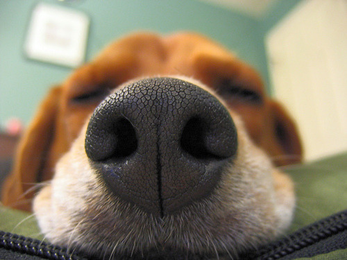 dejj-stover:  This looks like my dog. 