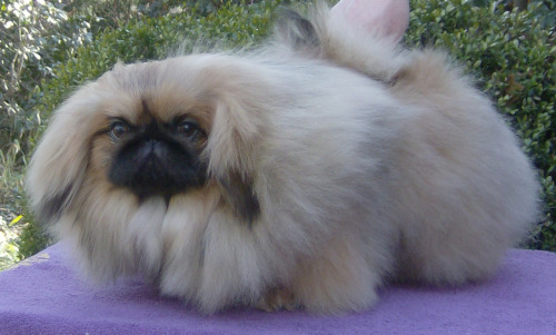 Pekingeses are little Chinese dogs. They’re also called lion dogs, but come on. Who are you tr