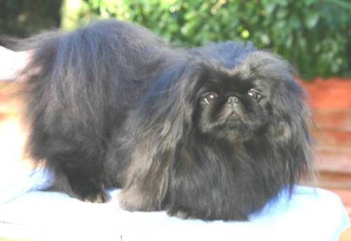 Pekingeses are little Chinese dogs. They&rsquo;re also called lion dogs, but come on. Who are yo