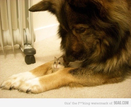 9gag:  Don’t worry bro, got you completely covered  m