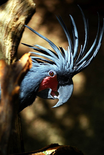 @AdorableBipolar killer-butterfly:  Black Palm Cockatoo by floridapfe on Flickr. 