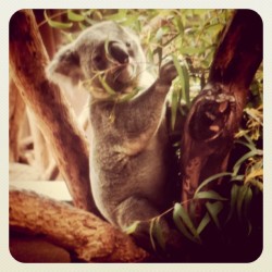 Editing my pics from the San Diego zoo&hellip; Preview of Koala (Taken with instagram)