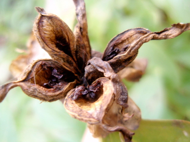 autumn dried flower