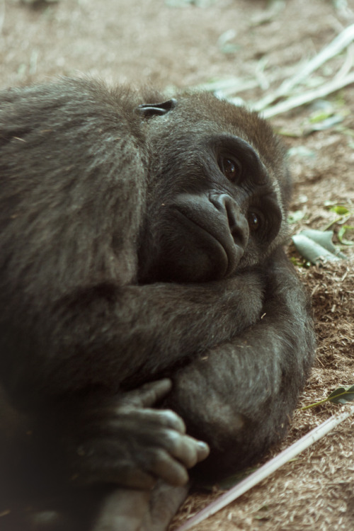 Taken by me at the San Diego zoo yesterday. I may love naked women, but I certainly enjoy shooting nature the most, I think.