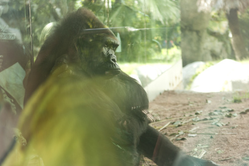 “Glass houses”, taken by me at the San Diego zoo yesterday. Though I’m certain my polarizing filter has been the best ๠ I’ve spent regarding my photography, reflections do still happen. Shooting the gorillas at the zoo was a