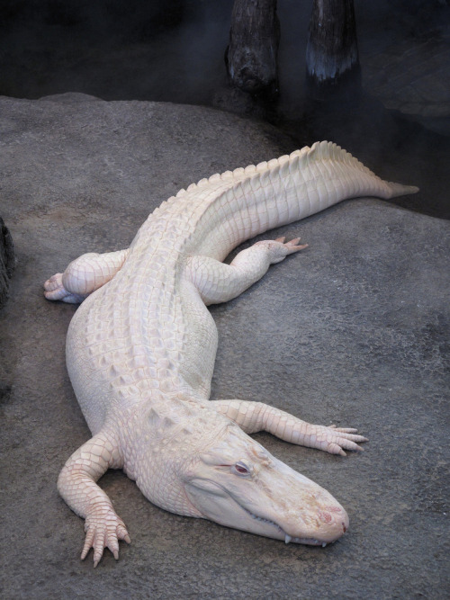 Albino Crocodile