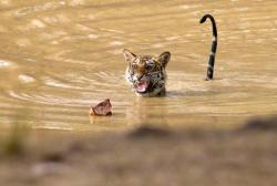 perplexedhedgehog:natrenwal:renderiot:watsoniananatomy:thebigcatblog:A 22-month-old female scaredy cat tiger appeared to get the shock of her young life when she encountered a dead leaf floating on a pool of water in the Bandhavgarh National Park, India.