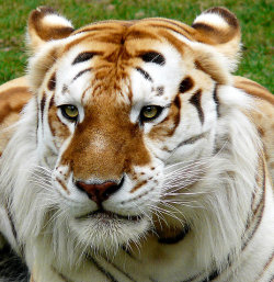 llbwwb:  golden tabby tiger / thenatureanimals.com