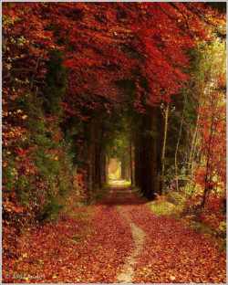 bluepueblo:  Autumn Tree Tunnel, Germany