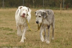 Dontfeedthe-Ego:  Lily Is A Great Dane That Has Been Blind Since A Bizarre Medical
