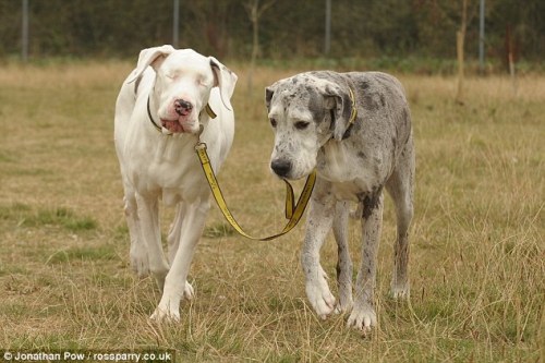 dontfeedthe-ego:  Lily is a Great Dane that has been blind since a bizarre medical condition required that she have both eyes removed. For the last 5 years, Maddison, another Great Dane, has been her sight. The two are, of course, inseparable.      you