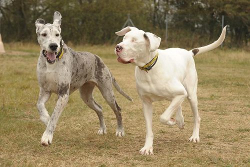 dontfeedthe-ego:  Lily is a Great Dane that has been blind since a bizarre medical condition required that she have both eyes removed. For the last 5 years, Maddison, another Great Dane, has been her sight. The two are, of course, inseparable.      you