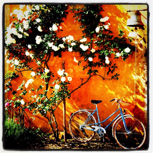 thebicycleisart: Giverny