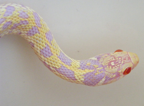 jugulars:  albino corn snake 