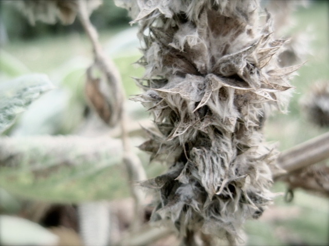 Dried out flower
I love how my garden looks in the fall, when everything dries up and withers away…
It’s so beautiful!