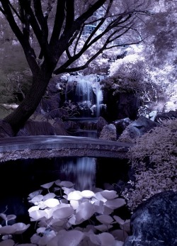 andyouwhisperyouloveme:  Chinese  Garden The Chinese Garden of Friendship, Darling Harbour, Sydney. By nathankaso on Flickr.com 