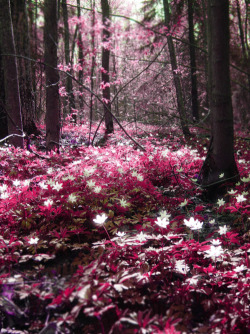 bluepueblo:  Magic Forest, Espoo, Finland