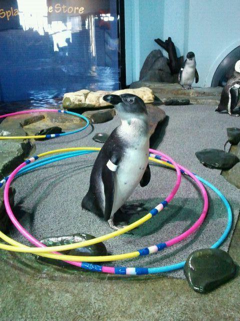 What do our African blackfooted penguins do for fun? In this photo, Tola plays with some plastic hoops in an “enrichment” activity–one of many designed to keep our animals stimulated and healthy. You can see them in the Monterey Bay Aquarium’s Splash...
