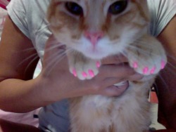rune-midgarts:  marmalademaid-:  rroastbeefyy:  -luna:  goldbirds:  I goddamn HATE it SO MUCH when people do stupid shit like this! Cats HATE nail polish and the fact that you forced your cat to sit there and have you to paint their nails a goddamn Pepto