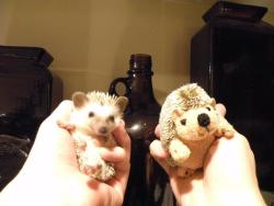 animalswithstuffedanimals:  Hedgehog buddies.