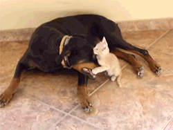 crazyoatmeal:  And people think Doberman’s are so inherently vicious…so cute… &lt;3 &lt;3 &lt;3 