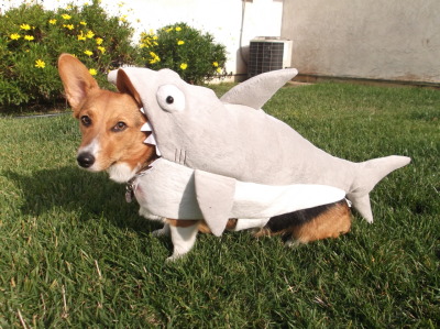 Penny the elusive corg-shark! Ironically, she isn’t ferocious and hates water very much.