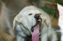 catbountry:  reizomahboy:  This is what I do on my night off.  Dogs are awesome.