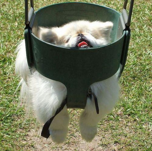 catbountry:  reizomahboy:  This is what I do on my night off.  Dogs are awesome.