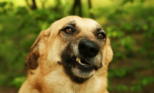 catbountry:  reizomahboy:  This is what I do on my night off.  Dogs are awesome.