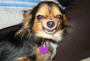 catbountry:  reizomahboy:  This is what I do on my night off.  Dogs are awesome.