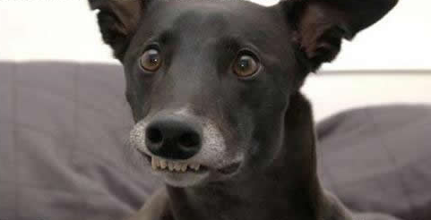 catbountry:  reizomahboy:  This is what I do on my night off.  Dogs are awesome.