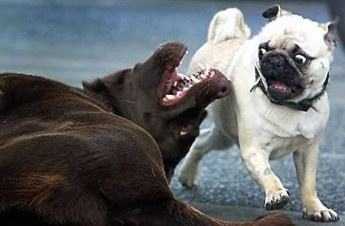 catbountry:  reizomahboy:  This is what I do on my night off.  Dogs are awesome.