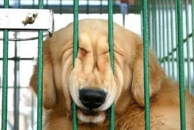 catbountry:  reizomahboy:  This is what I do on my night off.  Dogs are awesome.