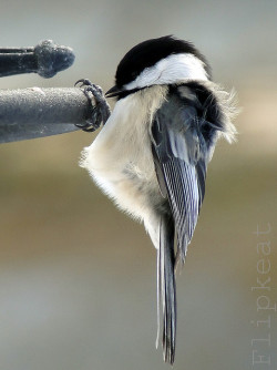 fat-birds:  fat-birds:Blown’ In The Wind by flipkeat on Flickr. poofy boy