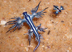 shujinkakusama:  ibeylasecura:   Glaucus atlanticus (blue sea slug) These little guys are pretty awesome. They live in temperate and tropical waters, staying afloat by swallowing air and keeping it in their stomachs. They eat the venomous Portuguese