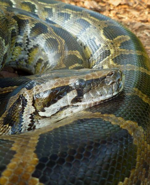 rhamphotheca:
“ The Incredibly Expanding Snake Heart
by Daniel Strain
The ticker of the Burmese python (Python molurus) balloons greatly, and the cause is a big meal. A new study of recently fed snakes suggests that a precise mixture of fatty acids...