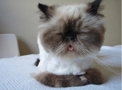 Aww