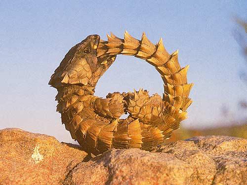 XXX haydarhaydar:   Cordylus Cataphractus as photo