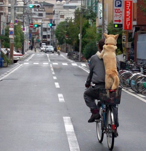 howlingpanda: You, your Bicycle and your Dog… what more do you want?