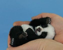 a-zombieee:  omg baby panda :) 