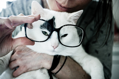 atomos:
“ Intellectual cat… (by ooppssyy)
”