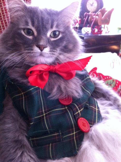 thelilyjean:  fat-animals:   My cat, Woody, who is fat and festive.    THIS LOOKS SO MUCH LIKE MY CAT! OH MY GOD. THEY COULD BE TWINS. 