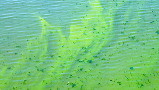 Weather changes mean more dead zones for Lake Erie
The lake has the highest levels of phosphorous contamination in 40 years, creating ideal conditions for algae blooms.