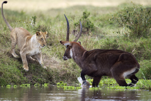 animals-animals-animals:Young Lion and a Waterbuck (via Telegraph)