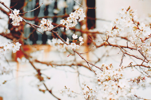 shirei:  credit. 