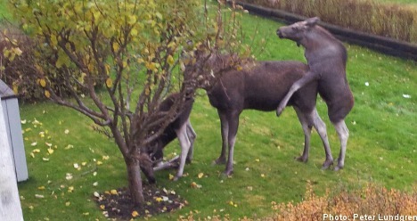 Swede shocked by backyard elk ‘threesome’
A man in western Sweden was greeted by an unusual sight on Wednesday morning when he saw three elk engaged in what appeared to be group sex in his backyard.
“I had just gone out on the balcony to get some...