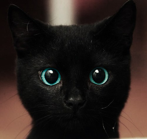 koehlerism:  trashpenguins:  supnigga   I hurd you got summa dat catnip