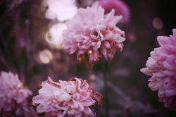 17shutterbugs:  Flowers by Angélica Vis on Flickr. 