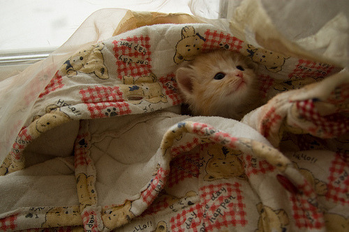 kittiesntitties.tumblr.com/post/12082156559/